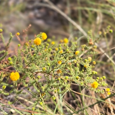 Unverified Wattle at Nitmiluk, NT - 6 Jul 2025 by Mike