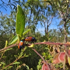 Unverified Beetle (Coleoptera) at Nitmiluk, NT - Yesterday by Mike