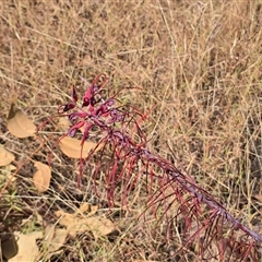 Grevillea (genus) at Nitmiluk, NT - 6 Jul 2025 by Mike