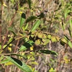 Unverified Other Shrub at Nitmiluk, NT - 6 Jul 2025 by Mike