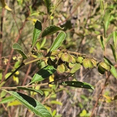 Unverified Other Shrub at Nitmiluk, NT - 6 Jul 2025 by Mike