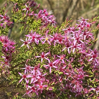 Unverified Other Shrub at Nitmiluk, NT - 6 Jul 2025 by Mike