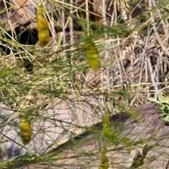 Unverified Pea at Nitmiluk, NT - 6 Jul 2025 by Mike