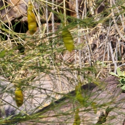 Unverified Pea at Nitmiluk, NT - 6 Jul 2025 by Mike