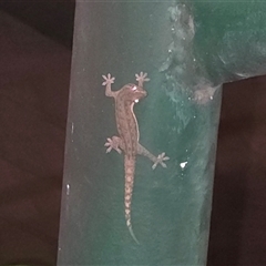 Hemidactylus frenatus (Asian House Gecko) at Darwin City, NT - 6 Jul 2025 by Mike