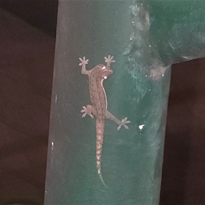 Hemidactylus frenatus (Asian House Gecko) at Darwin City, NT - 6 Jul 2025 by Mike