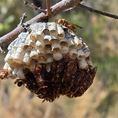 Unverified Social or paper-nest wasp (Vespidae, Polistinae or Vespinae) at Nitmiluk, NT - Yesterday by Mike