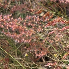 Unverified Grass at Nitmiluk, NT - 6 Jul 2025 by Mike