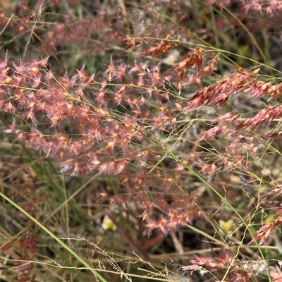 Unverified Grass at Nitmiluk, NT - 6 Jul 2025 by Mike