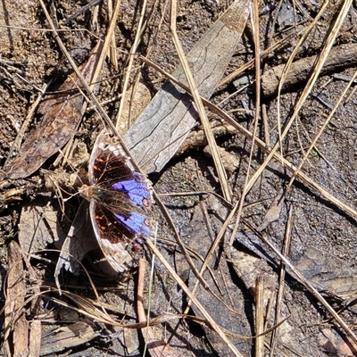 Unverified Butterfly (Lepidoptera, Rhopalocera) at Nitmiluk, NT - Yesterday by Mike