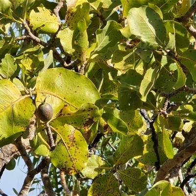 Unverified Other Shrub at Nitmiluk, NT - 6 Jul 2025 by Mike