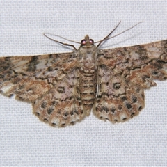 Cleora sabulata (A Geometrid moth (Ennominae) at Abergowrie, QLD - 24 Oct 2008 by PJH123