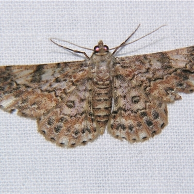Cleora sabulata (A Geometrid moth (Ennominae) at Abergowrie, QLD - 24 Oct 2008 by PJH123