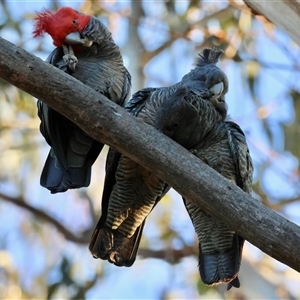Callocephalon fimbriatum (identifiable birds) (Gang-gang Cockatoo (named birds)) by LisaH