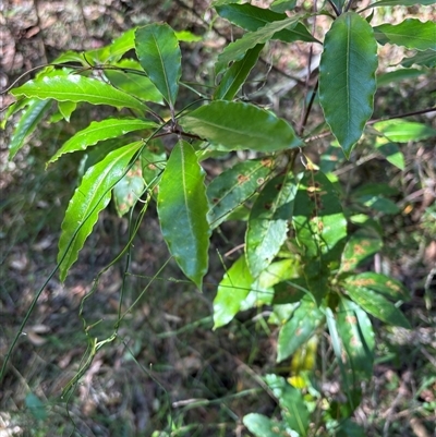Pittosporum undulatum at Caparra, NSW - 6 Jul 2025 by maznee