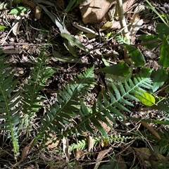 Blechnum nudum at Caparra, NSW - 6 Jul 2025 by maznee