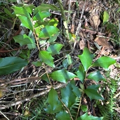 Scolopia braunii at Caparra, NSW - 6 Jul 2025 by maznee