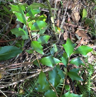 Scolopia braunii at Caparra, NSW - 6 Jul 2025 by maznee