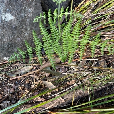 Polystichum proliferum at Caparra, NSW - 6 Jul 2025 by maznee