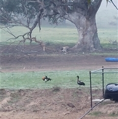 Tadorna tadornoides (Australian Shelduck) at Wirlinga, NSW - Yesterday by RobCook