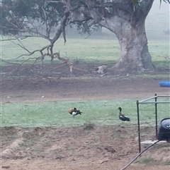 Tadorna tadornoides at Wirlinga, NSW - 7 Jul 2025 07:45 AM