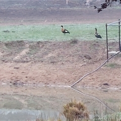 Tadorna tadornoides at Wirlinga, NSW - 7 Jul 2025 07:45 AM