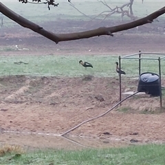 Tadorna tadornoides at Wirlinga, NSW - 7 Jul 2025 07:45 AM