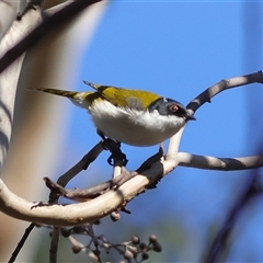Melithreptus lunatus (White-naped Honeyeater) at Higgins, ACT - 6 Jul 2025 by MichaelWenke