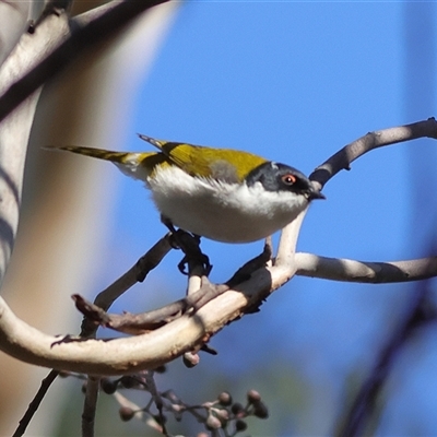 Melithreptus lunatus (White-naped Honeyeater) at Higgins, ACT - 6 Jul 2025 by MichaelWenke