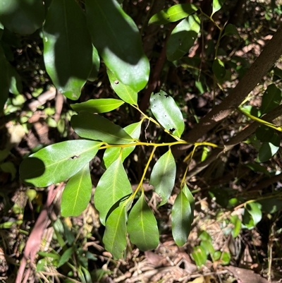 Diospyros australis at Caparra, NSW - 6 Jul 2025 by maznee