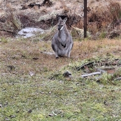 Notamacropus rufogriseus (Red-necked Wallaby) by Dron