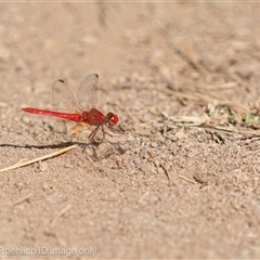 Diplacodes haematodes at Strathnairn, ACT - 1 Apr 2024 by Cristy1676
