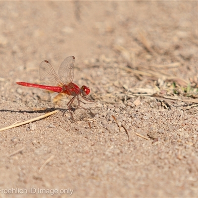 Diplacodes haematodes at Strathnairn, ACT - 1 Apr 2024 by Cristy1676