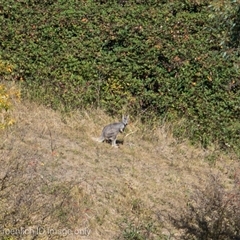 Osphranter robustus (Common Walleroo) at Strathnairn, ACT - 1 Apr 2024 by Cristy1676