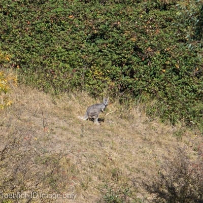 Osphranter robustus (Common Walleroo) at Strathnairn, ACT - 1 Apr 2024 by Cristy1676