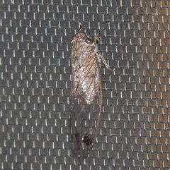 Galanga labeculata at Conder, ACT - 8 Dec 2024 05:49 AM