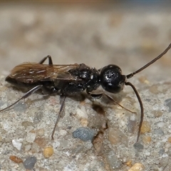Unverified Parasitic wasp (numerous families) at Yarralumla, ACT - 6 Jul 2025 by TimL