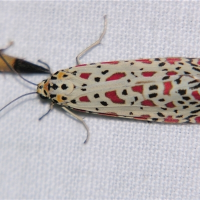Unverified Tiger moth (Arctiinae) at Abergowrie, QLD - 24 Oct 2008 by PJH123