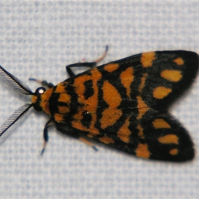 Asura polyspila (EREBIDAE, Arctiinae, Lithosiini) at Abergowrie, QLD - 24 Oct 2008 by PJH123