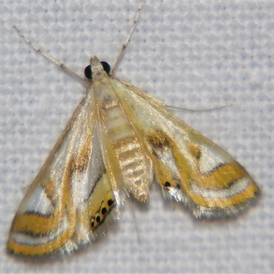 Unverified Pyralid or Snout Moth (Pyralidae & Crambidae) at Abergowrie, QLD - 24 Oct 2008 by PJH123