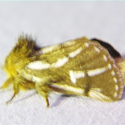 Ochrogaster lunifer (Bag-shelter moth) at Abergowrie, QLD - 24 Oct 2008 by PJH123