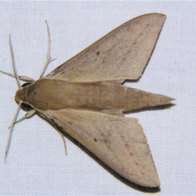 Unverified Hawk moth (Sphingidae) at Abergowrie, QLD - 24 Oct 2008 by PJH123
