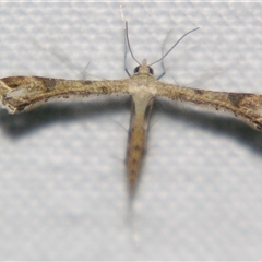 Unverified Other moth at Abergowrie, QLD - 24 Oct 2008 by PJH123