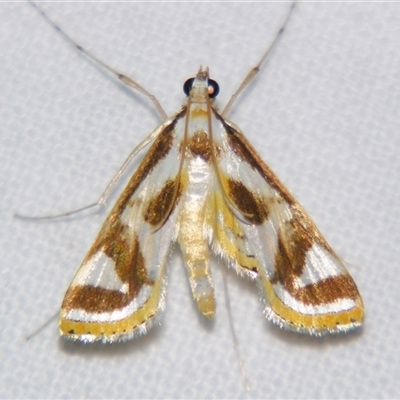 Theila siennata at Abergowrie, QLD - 24 Oct 2008 by PJH123