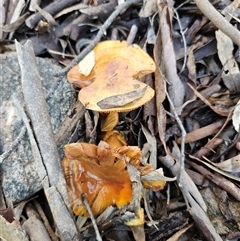 Cortinarius sinapicolor at Captains Flat, NSW - Yesterday by Csteele4