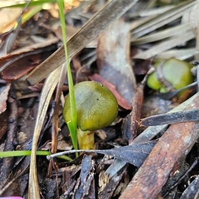 Cortinarius austrovenetus at Captains Flat, NSW - Yesterday by Csteele4
