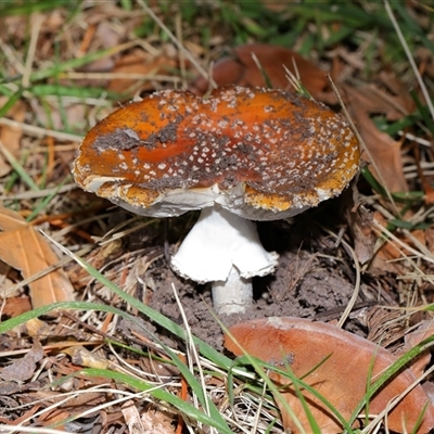 Amanita muscaria at Yarralumla, ACT - 5 Jul 2025 by TimL