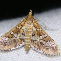 Unverified Pyralid or Snout Moth (Pyralidae & Crambidae) at Abergowrie, QLD - 24 Oct 2008 by PJH123