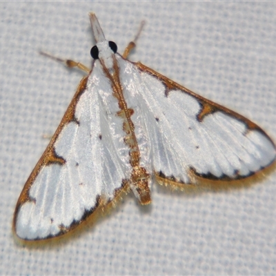 Unverified Pyralid or Snout Moth (Pyralidae & Crambidae) at Abergowrie, QLD - 24 Oct 2008 by PJH123