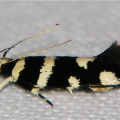 Unverified Curved-horn moth (all Gelechioidea except Oecophoridae) at Abergowrie, QLD - 24 Oct 2008 by PJH123
